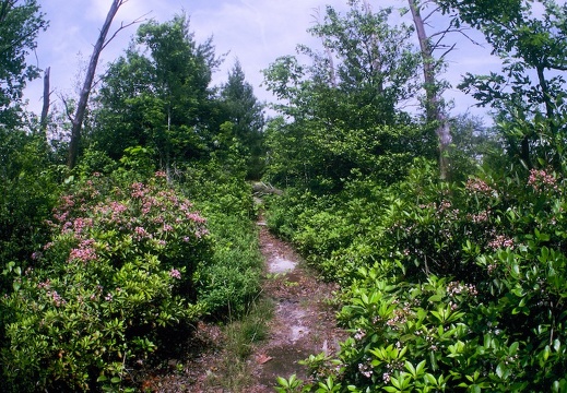 Big South Fork country